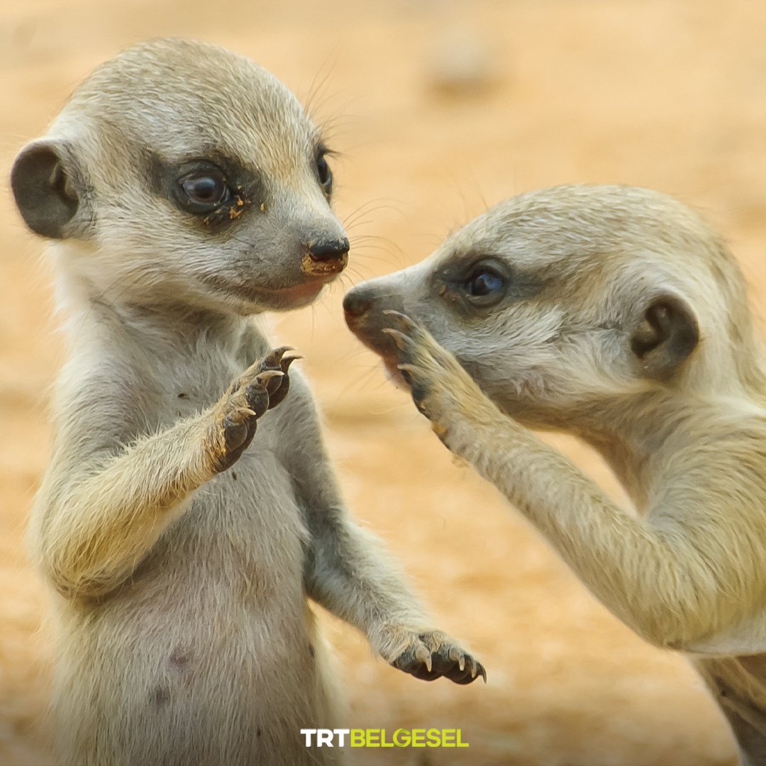 - Aney aney ortanca eltim Deniz geliy ona ne diyem😳
- Karpe diem 🤭