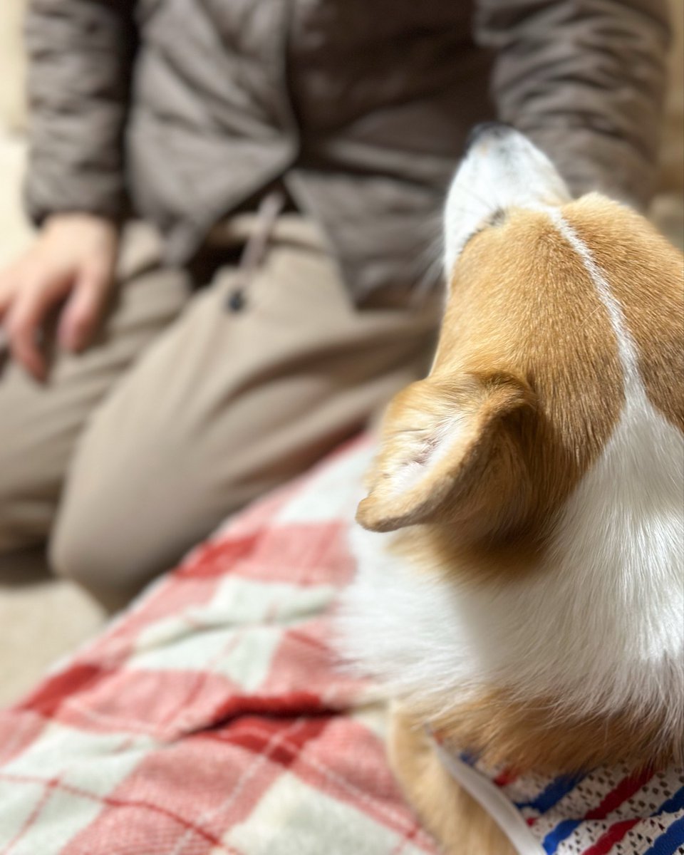 Kazuu01's tweet image. ママさんに遊んでもらってるコーギー 

#corgi #コーギー #短足部