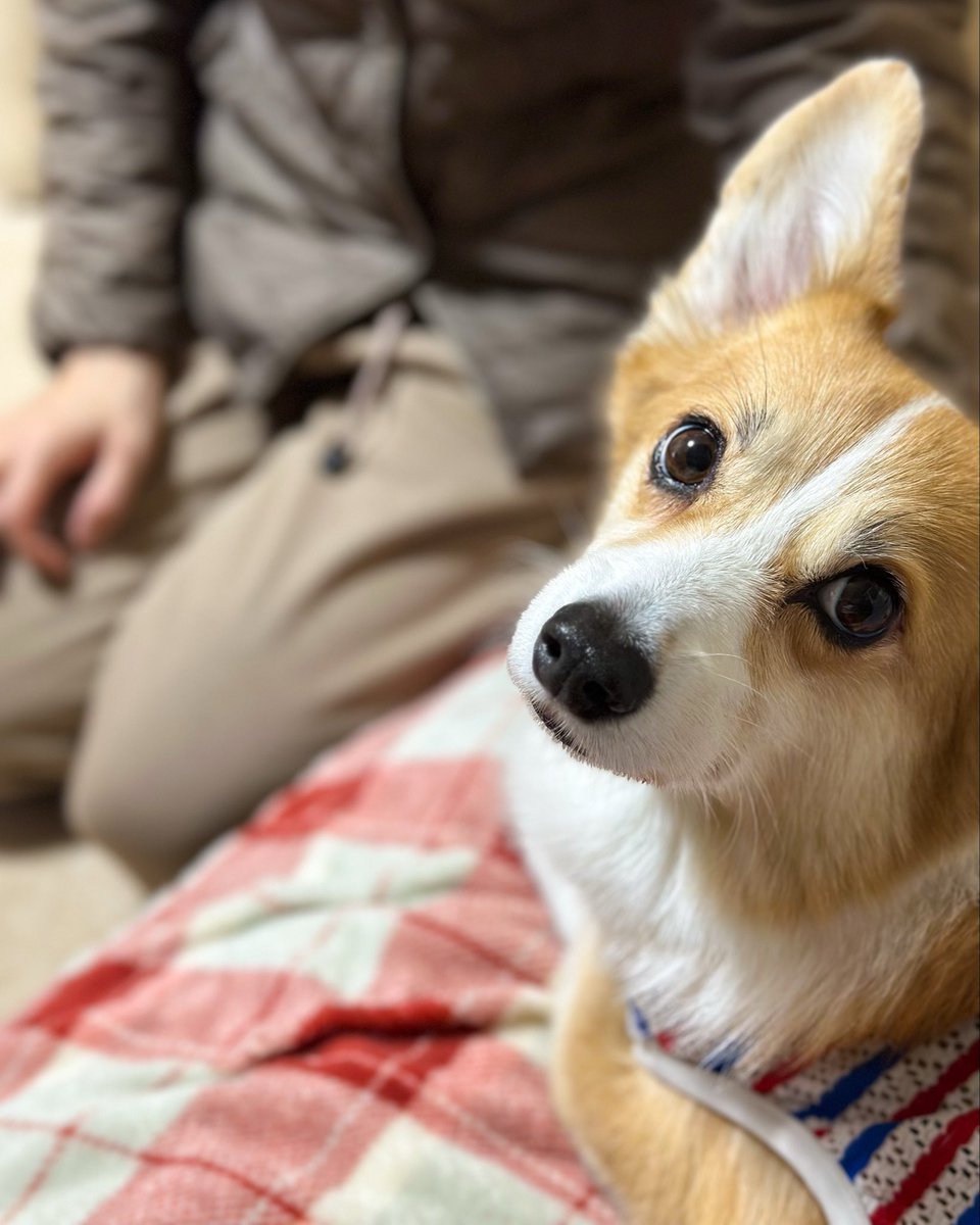 Kazuu01's tweet image. ママさんに遊んでもらってるコーギー 

#corgi #コーギー #短足部