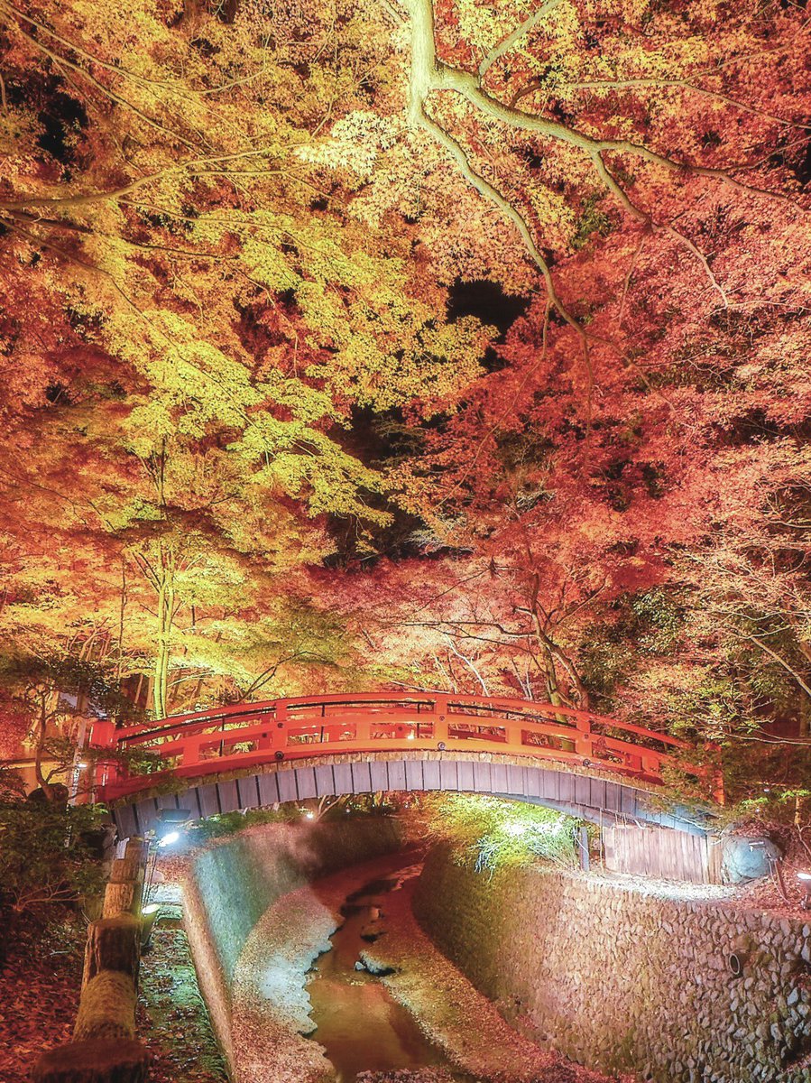 京都 北野天満宮の紅葉ライトアップ