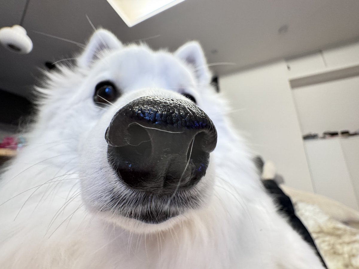 むちゃだよ🐻‍❄️ (@zknc_) / Posts / X