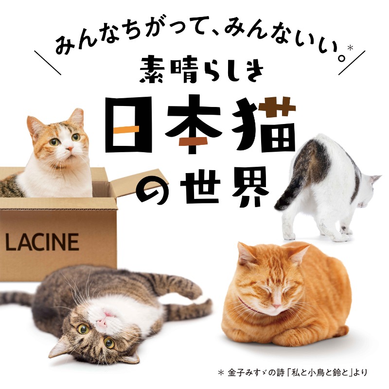みんなちがって、みんないい！ キジトラにハチワレ、ブチの子も。白