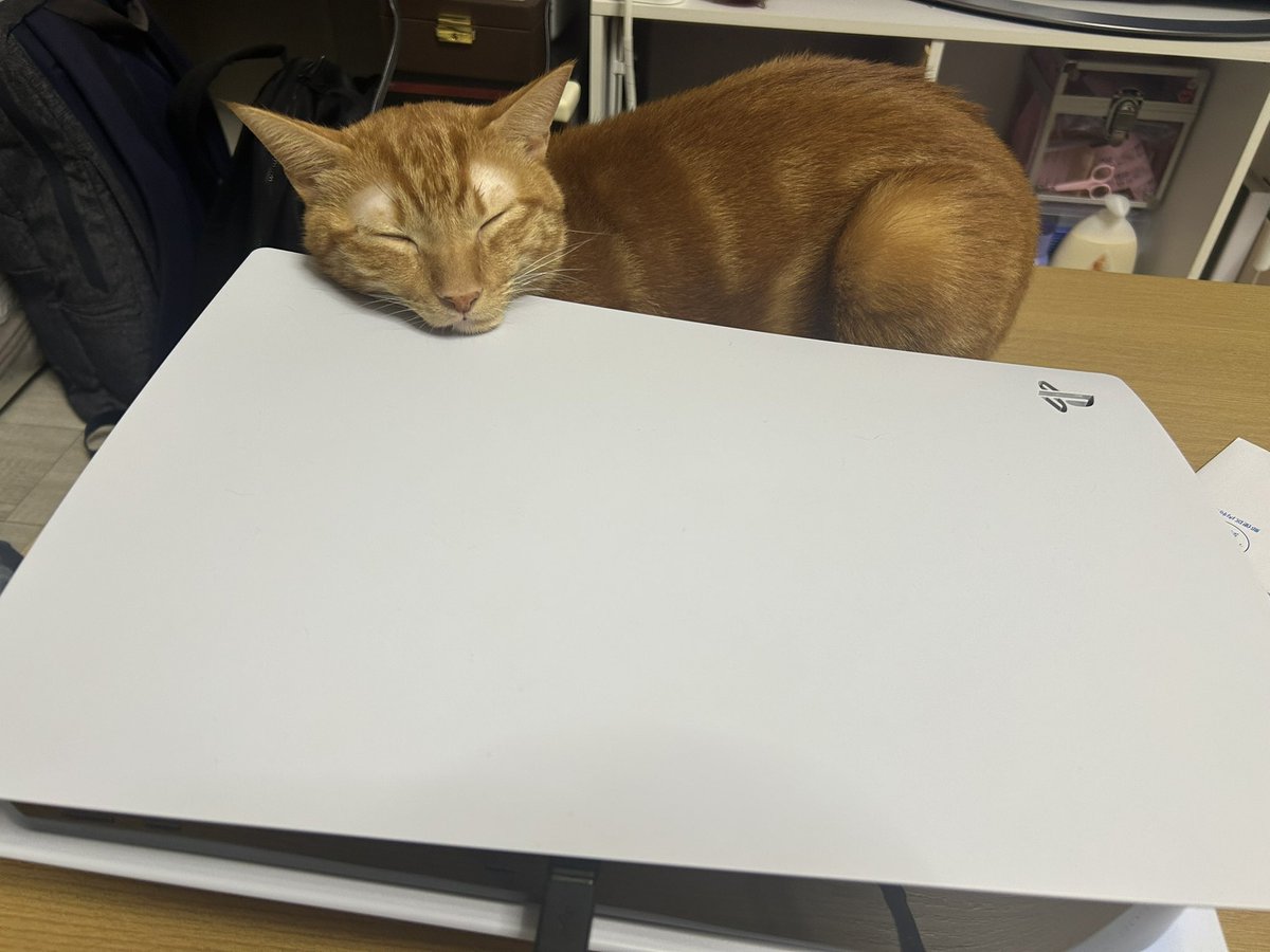 ゲーム見守り猫
＃猫