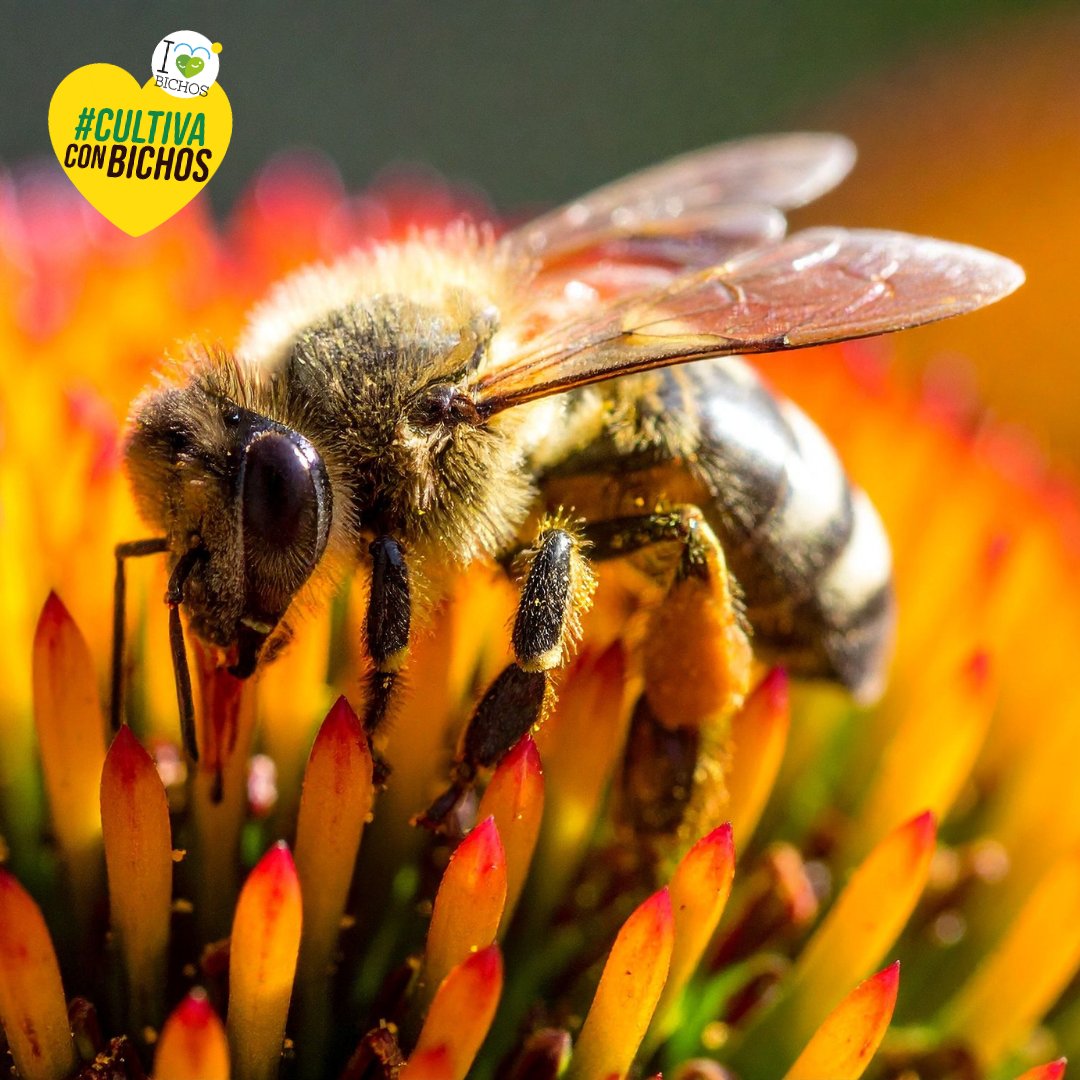 En los invernaderos, la polinización natural no es solo un proceso biológico…¡es una aliada imprescindible! 🌿
La polinización en invernadero no solo mejora el rendimiento, también fortalece el equilibrio del ecosistema agrícola y reduce la dependencia de métodos artificiales 🐝