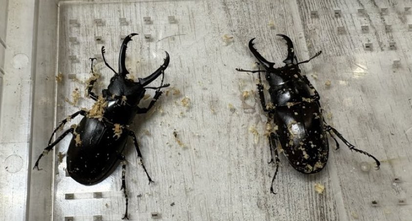 ギラファ　アクティオン RG008 リボジオ ギラファノコギリクワガタ ホワイトアイVer