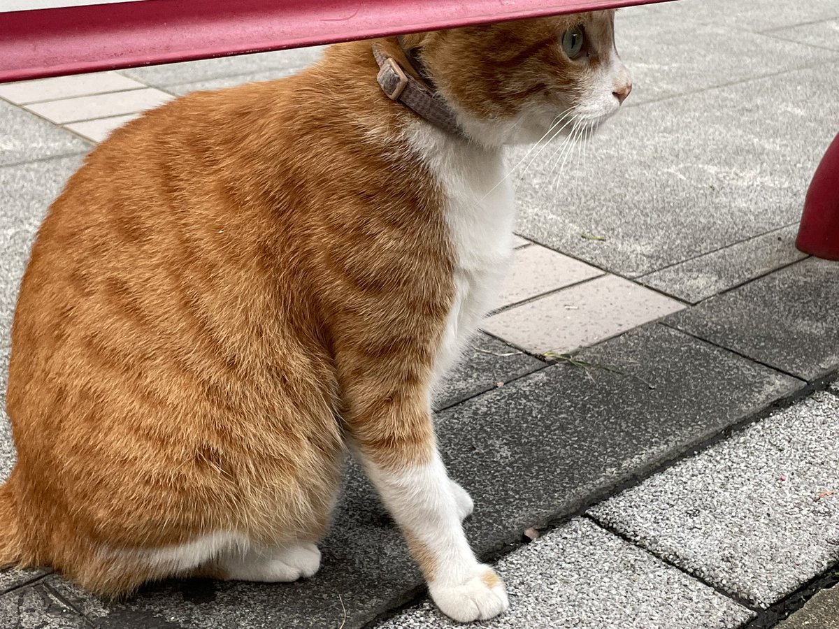 確認ページ♡レディ＆にゃんこ 13🐾(ヒミ) on X