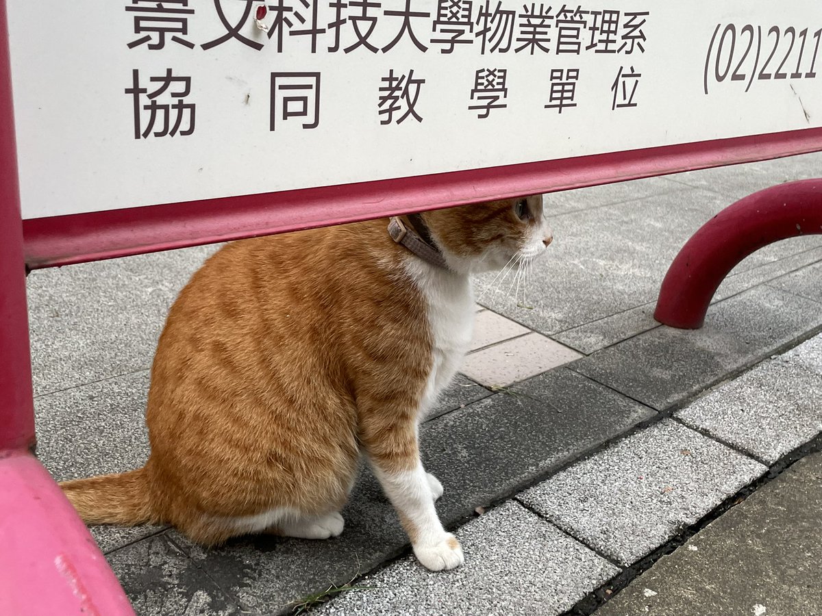 確認ページ♡レディ＆にゃんこ にゃんこ(固定読んでください) on X