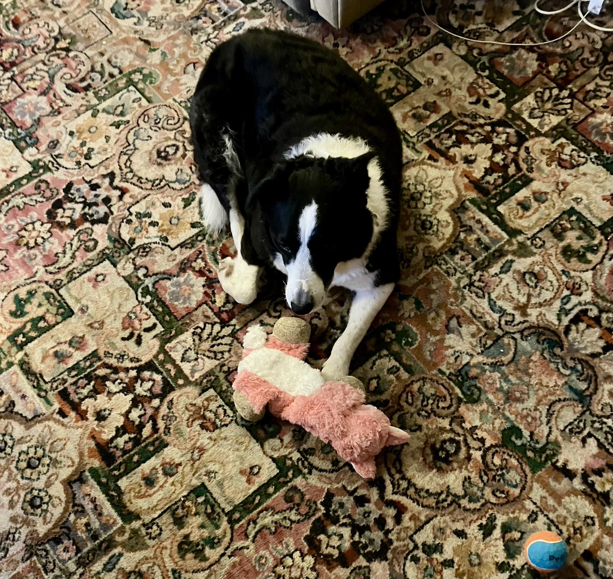 Me so lucky <a href="/BrookinKath/">KathBrookin 👣🏠 🐾</a> got my present from the awesome <a href="/bemorebob2/">BeMoreBob</a>  via their interwebby . Me have lots of loot from them 🐾