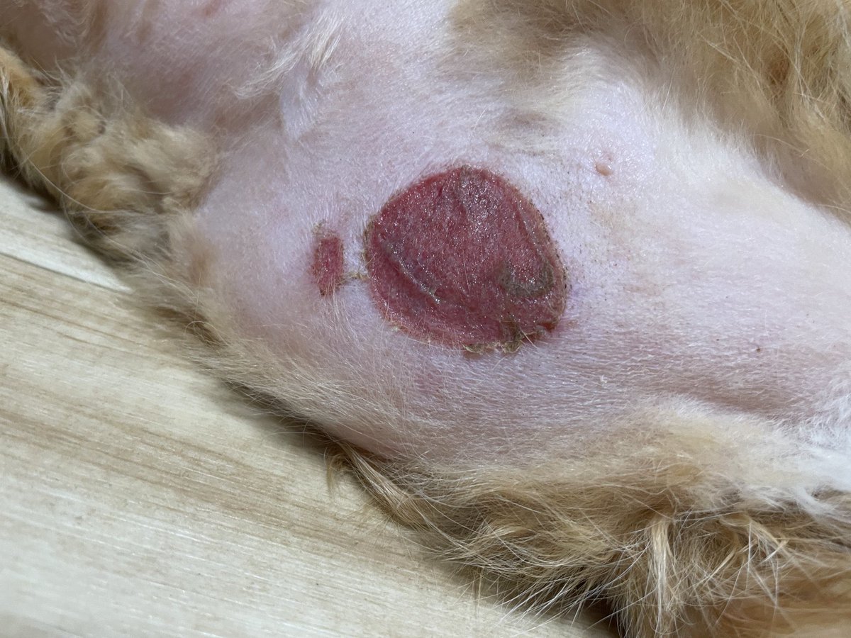 注意喚起と拡散希望

猫ちゃん、わんちゃんがご家族にいる皆さまお力を拝借したくお願い申し上げます。お知りおきいただくだけで次に続く被害にあう子をなくすことができます

アイリスオーヤマのホットカーペットで火傷、感電、溶ける、燃える、電源コードの破損

直近2025年10月被害あり　事例多数