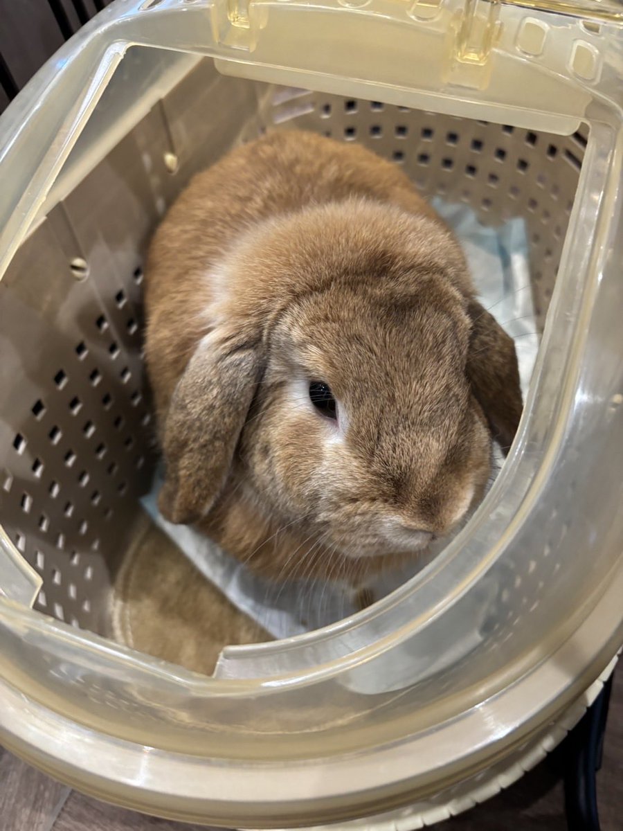 ふわもこ Music Culture【公式】エンタメニュース on X: 