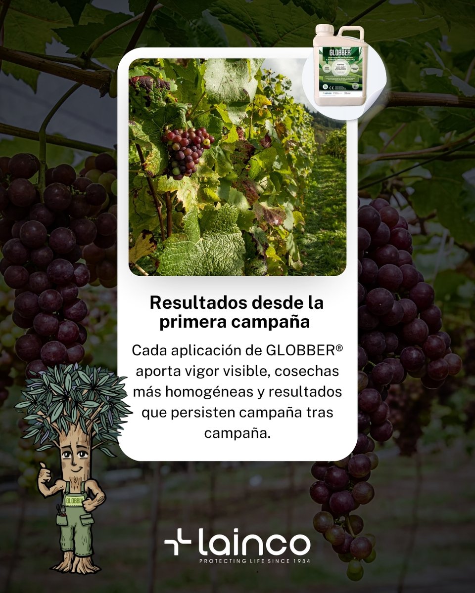 🌿 GLOBBER® transforma el rendimiento de tus cultivos.
Un bioestimulante completo que actúa donde más importa:

🔹 Vigor desde el inicio
🔹 Mejora visible en calidad y producción
🔹 Defensa natural activada

Viña, hortícolas, olivar, cítricos, frutales…
GLOBBER® se adapta. Y