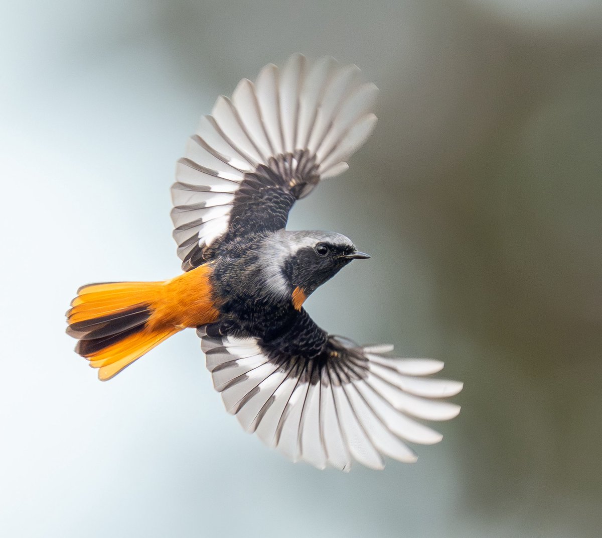 67羽の白いウサギページ torimonogatari on X 67羽の白いウサギページ torimonogatari on X