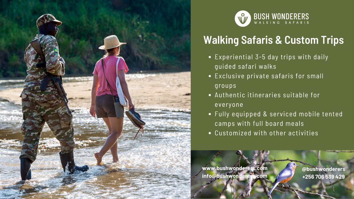 Feel the earth beneath your feet, hear the secrets whispered by the bush, and witness wildlife in their natural habitat. Are you ready for an unforgettable adventure? Visit bushwonderers.com or contact +256 706 539 429. #WalkingSafari #Camping #Murchisonfalls #VisitUganda.