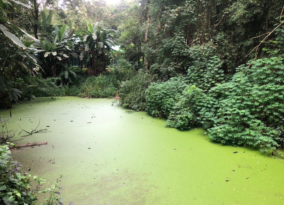 ฝนตกติด ๆ กันมาเป็นอาทิตย์ ทำให้หนองน้ำหลายจุดในพื้นที่เต็มค่ะ 

และเต็มไปด้วยผักตบชวา จอก แหน (แถมมา) ด้วย

#มูลนิธิเพื่อนช้าง
#โรงพยาบาลช้าง
#โรงพยาบาลช้างแห่งแรกของโลก
#โรงคลอดช้างฯ
#โรงงานขาเทียมช้าง
#FAEeleHosp
#สัตวแพทย์สัญจร
#FAEMobileVet