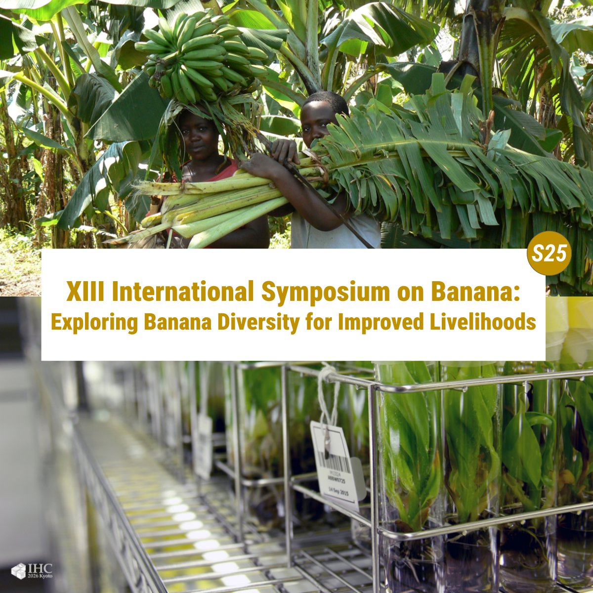 BiovIntCIAT_eng's tweet image. 🌿 Are you working in agroecology or horticulture?
📢 Abstract submissions are open for the XIII International Symposium on Banana at #IHC2026, Kyoto! Take this opportunity to contribute to the global dialogue!
🗓️ Submit your abstract by Nov 15, 2025 👉 allbiociat.org/3IAIhhU