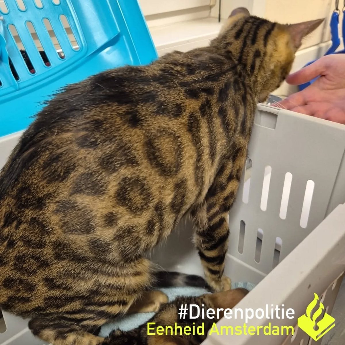 ***Gedumpte Bengalen***
Op 27 oktober 2025 zijn deze katten gevonden in #Uithoorn vermoedelijk gedumpt. Het betreft een moederpoes met kitten.
Moederpoes wel gechipt, maar niet geregistreerd.
Weet u waar deze Bengaalse katten thuis horen of andere informatie?
Wij horen dat graag