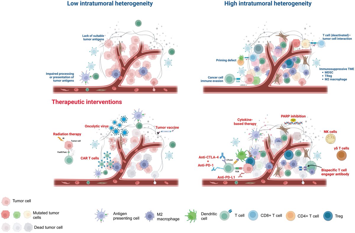 🆕Review article in press: Intratumoral heterogeneity and immunotherapy resistance: clinical implications.  Read it here: annalsofoncology.org/article/S0923-…