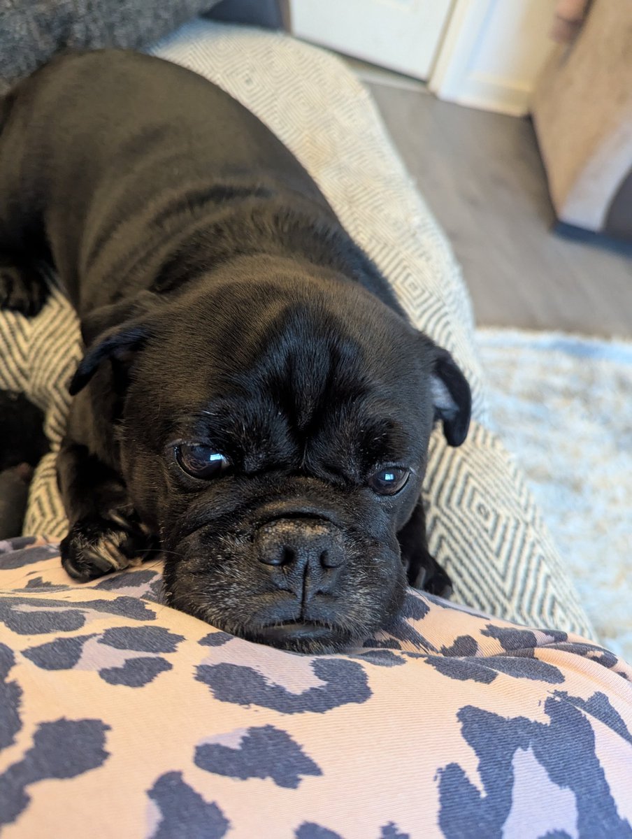 winston_star's tweet photo. Massive happy 7th birthday to my handsome boy 🩵🩵 we love you so much. Can't believe it's been 7 years already. Lots more fun and memories to make. 🎂🎉🥳🩵🩵#happybirthday #puglife #onespoiltboy #mammysboy https://t.co/rtYxGuc9fN
