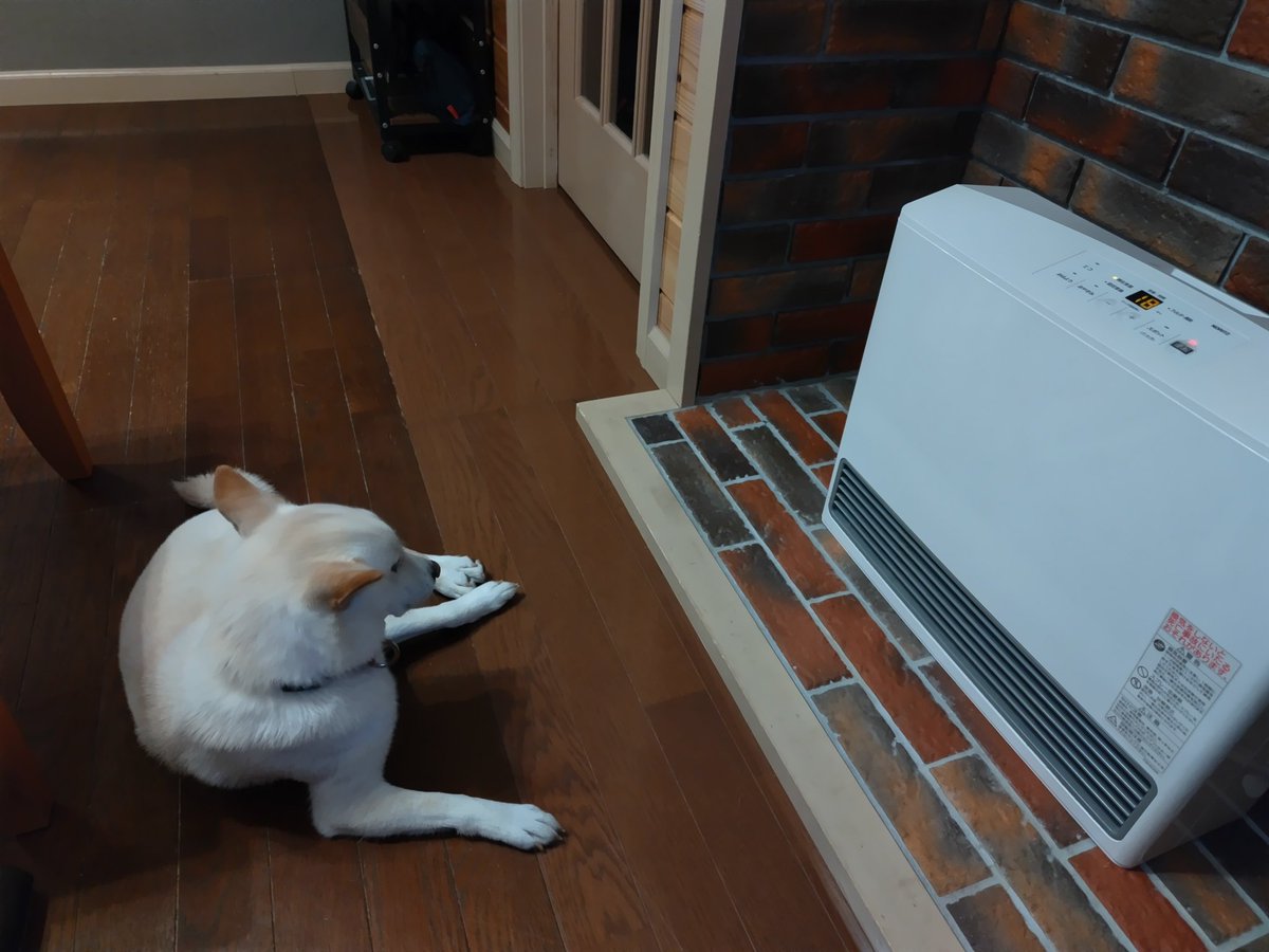 東北の山の中に来てるのだが、寒がりすぎるやろ❗️
#柴犬　#白柴　#明日朝は氷点下予報
#ガスストーブ独占　#近過ぎるよ