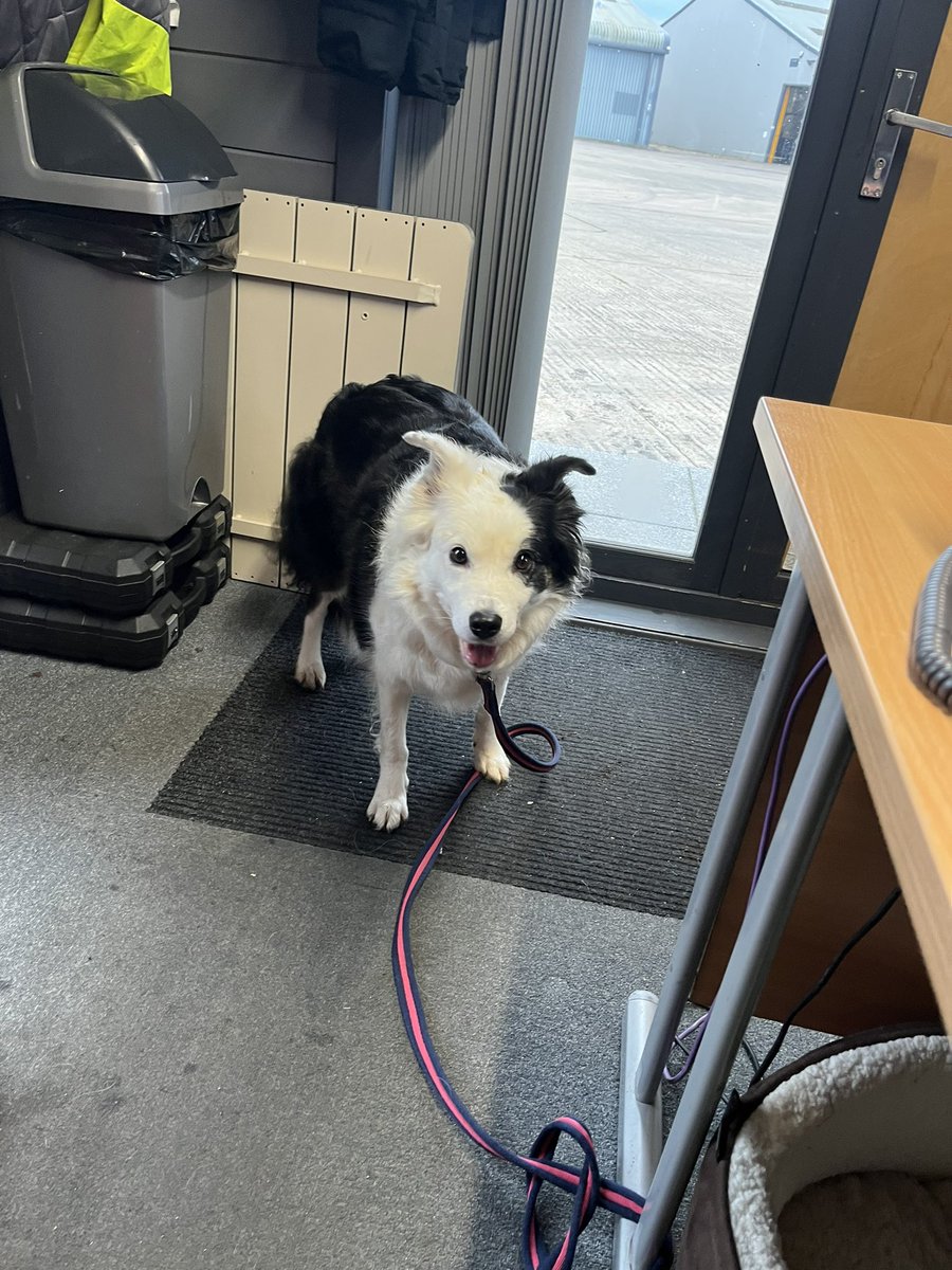 KEVSON1974's tweet image. Take doggo to work day 😃
#Takeyourdogtowork 
#Securitydog
#Bestie