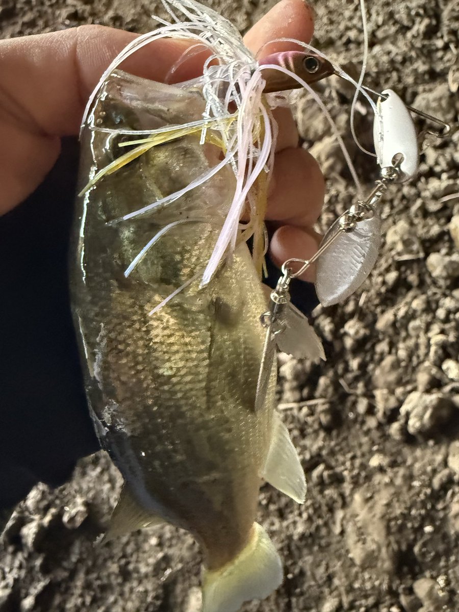 ふぁさんの釣り垢 on X