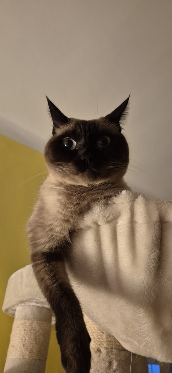 Early morning posing.

#Butter #CatsOfTwitter