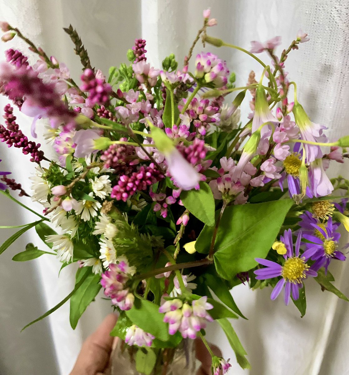 秋桜(あきお) on X 秋桜(あきお) on X