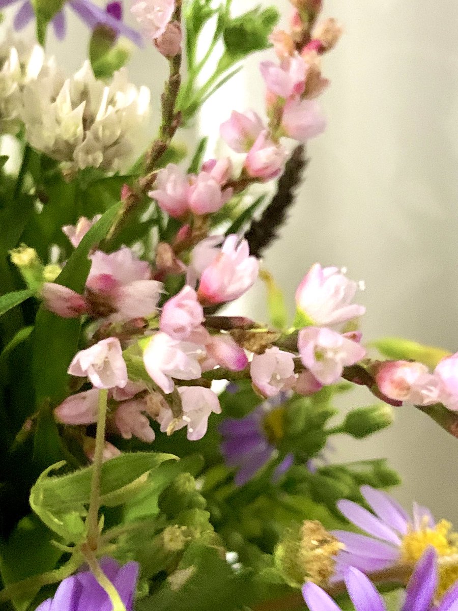 かお様♡秋桜の苗サイズのご確認陽です。 秋桜（あきお） on X