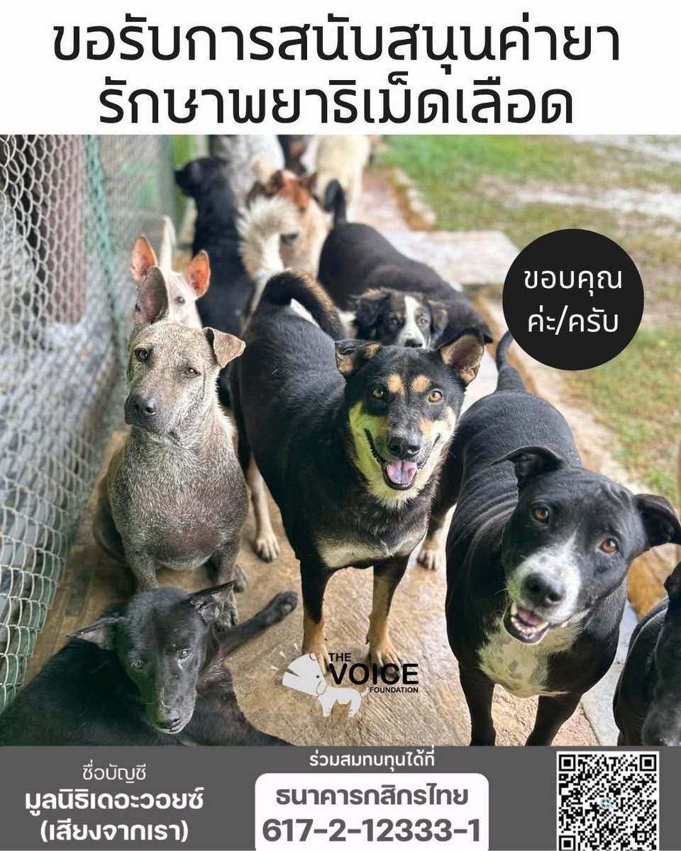 desirposter1565's tweet photo. 📣วันนี้วันพระ มาชวนทำบุญค่ะ

🐾 ขอแรงร่วมกันอีกครั้ง…เพื่อค่ายา Doxy ประจำปี ยอด 30,000฿🐾

ตอนนี้ทางเราเตรียมระดมทุนสำหรับ
✅ ค่ายา Doxycycline (Doxy) เพื่อป้องกันและควบคุม พยาธิเม็ดเลือด
✅ ค่าวัคซีนประจำปี สำหรับสุนัขในความดูแลกว่า 500 ชีวิต

💳 ช่องทางบริจาค
📌 ขอเป็นลงท้ายเศษสตางค์ด้วย 88 (สำหรับระดมทุนเฉพาะกิจ)  เช่น 9.88฿
บัญชี มูลนิธิเดอะวอยซ์ เสียงจากเรา
ธนาคารกสิกรไทย 617-2-12333-1
(ออมทรัพย์ สาขาแอลซีซั่นเพลส)