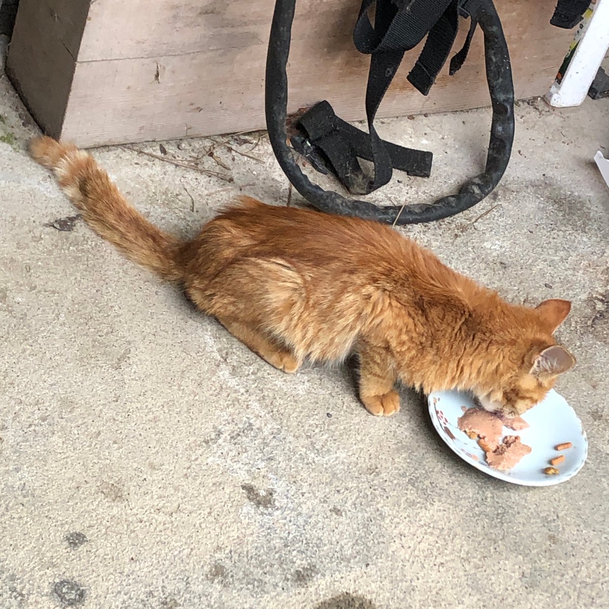 ちゃとら　 ちゃとら