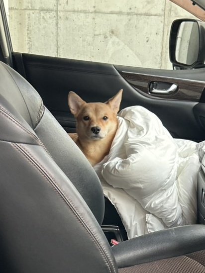 うちの虎徹も犬又になってほしいなー