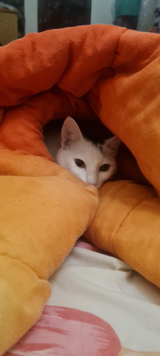 SurfRaychu's tweet image. He made his grave. Now he rests... #Cat #Vtuber