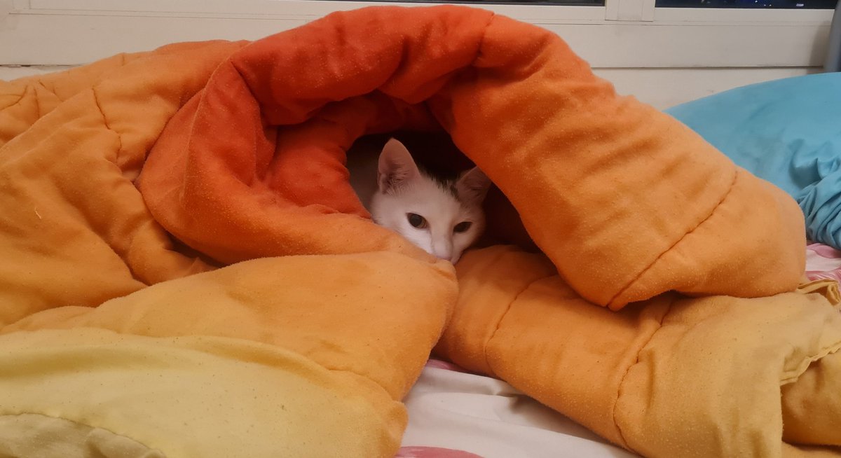 SurfRaychu's tweet image. He made his grave. Now he rests... #Cat #Vtuber