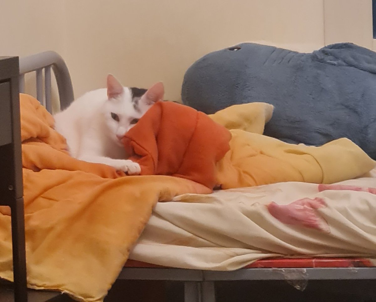 SurfRaychu's tweet image. He made his grave. Now he rests... #Cat #Vtuber