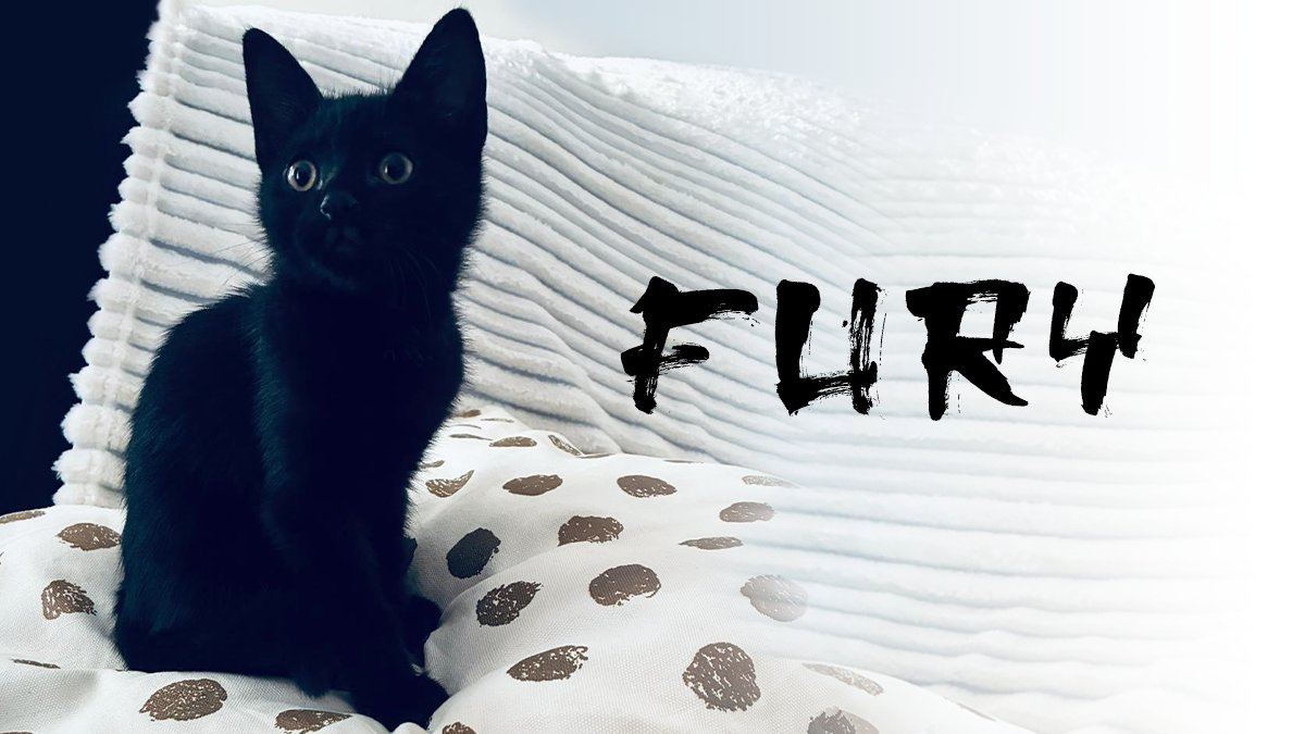 Introducing F U R Y. She has claws as sharp as razors #猫, fangs that could pierce armor, jumping on me when I least expect it. This #cat is a ball of love (with a slight taste for chaos). You’ve been asking where the name FluidFury Interactive comes from. Now you know.