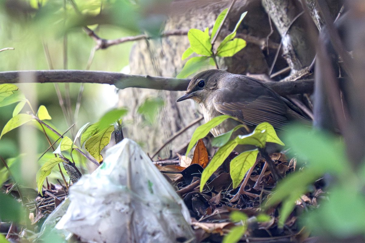 熊三郎。 ゆっくり熊三郎 (@yukkurikumasabu) / Posts / X