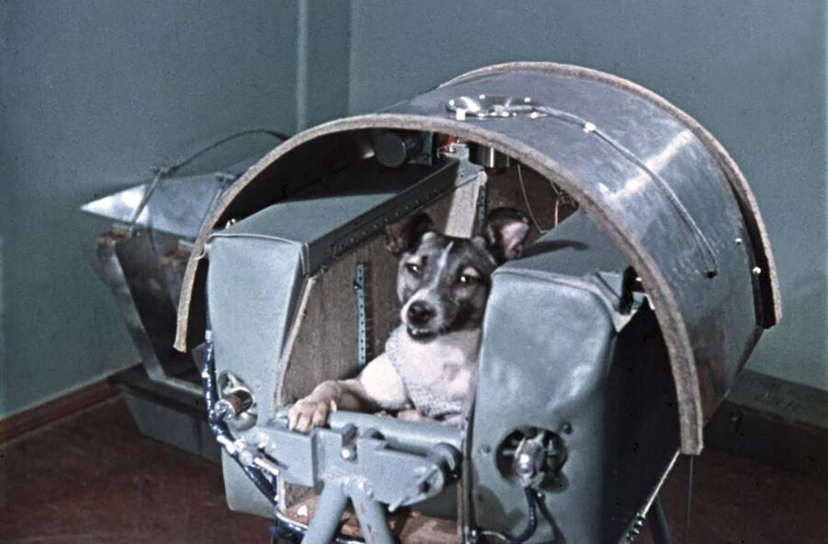 Tal día como hoy, un 3 de noviembre pero de 1957, la URSS lanzaba al espacio su segundo satélite (Sputnik II) con la perrita 'Laika' a bordo, el primer ser vivo en orbitar la Tierra.