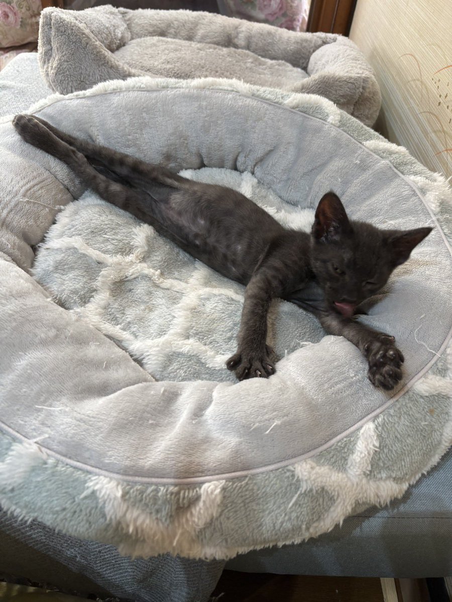 蓮ページ レンペカ on X