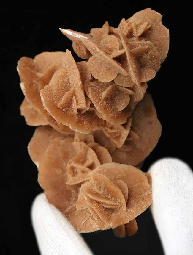 化石・鉱物・隕石販売の化石セブン on X