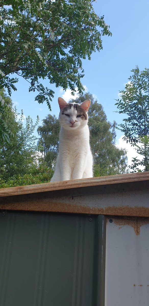 HisGrumpyMonkey's tweet photo. My beautiful boy crossed over the rainbow bridge yesterday. He was 13 and with us since he was about 8 months old from @CatsWarrington . He was about absolute joy but a diagnosis of diabetes 2 years ago and HCM recently was too much for his little body. He was loved so much. 🐾💔 https://t.co/mpgMJZQQ4D