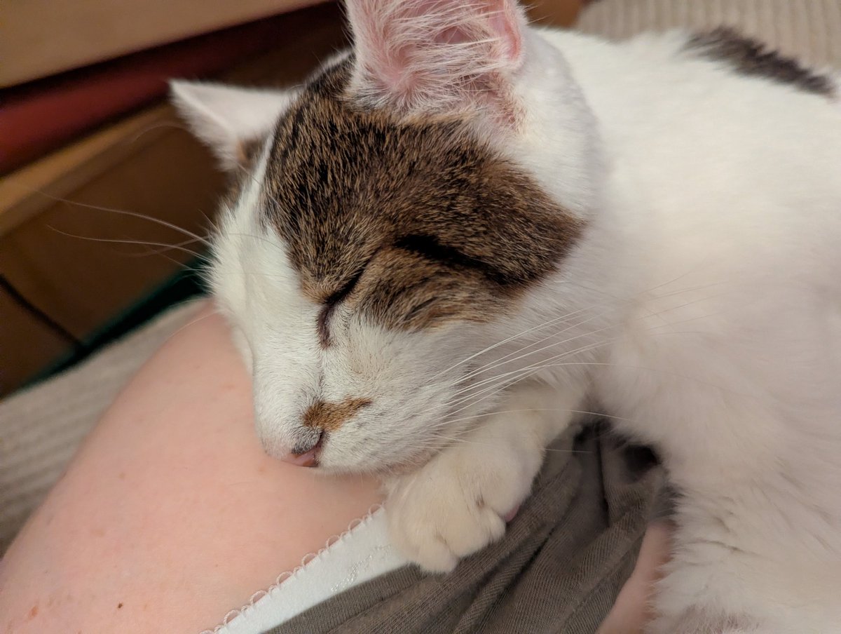 HisGrumpyMonkey's tweet photo. My beautiful boy crossed over the rainbow bridge yesterday. He was 13 and with us since he was about 8 months old from @CatsWarrington . He was about absolute joy but a diagnosis of diabetes 2 years ago and HCM recently was too much for his little body. He was loved so much. 🐾💔 https://t.co/mpgMJZQQ4D