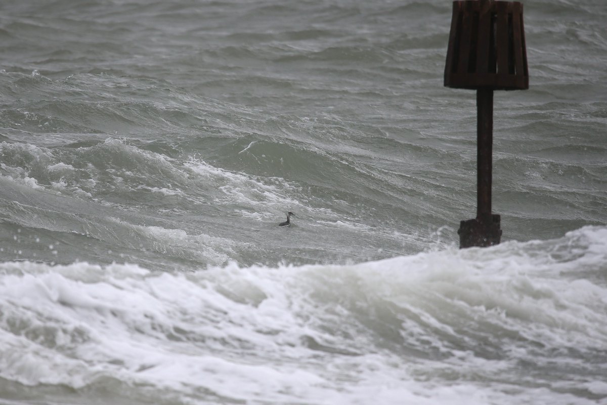A grebe, presumably Slavonian, being swept past Selsey Bill this morning on the high tide. <a href="/SelseyBirder/">Selsey Birder</a> <a href="/SussexBirding/">Sussex Birding</a> <a href="/SussexOrnitholo/">Sussex Ornithology</a>