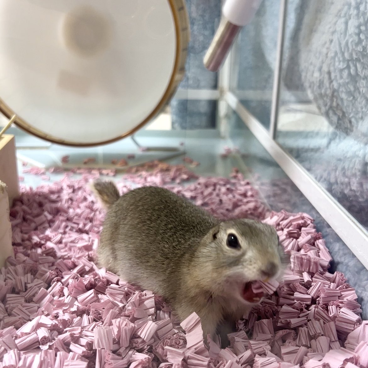はたらくリス