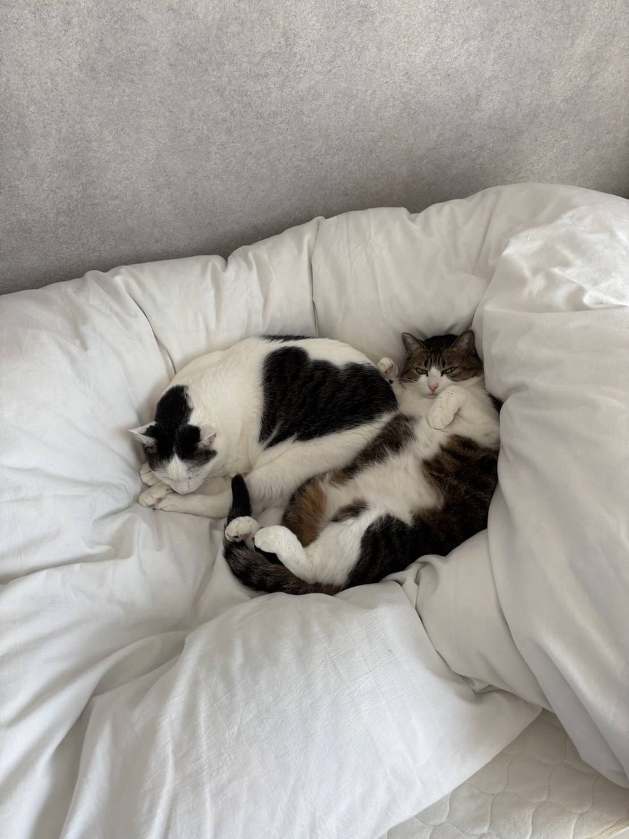 Ayou (@read1ngsteiner) on Twitter photo 