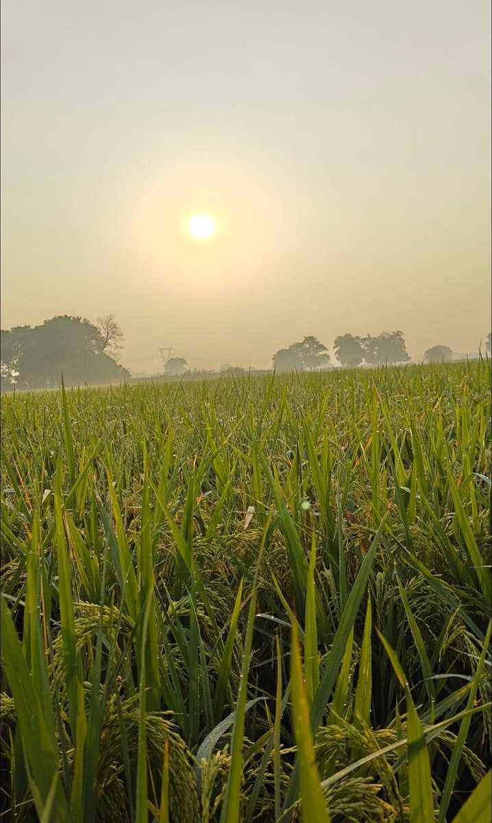 rajnishyadavSP's tweet image. ओस से भीगे खेत,
नींद से जागता आसमान

यही तो है गाँव की सुबह की पहचान&quot;🌾💚