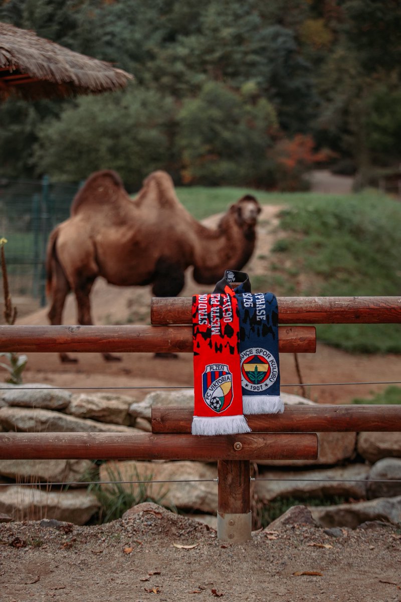 Bitva s Fenerbahçe se blíží ⚔️
Jste připraveni? 🫵🏻
Ve Viktoriashopu si můžete pořídit tradiční půlenou šálu 🧣
Vstupenky na utkání jsou v prodeji online na Plzeňské vstupence 🎟️👉🏻 bit.ly/3KFrk6P