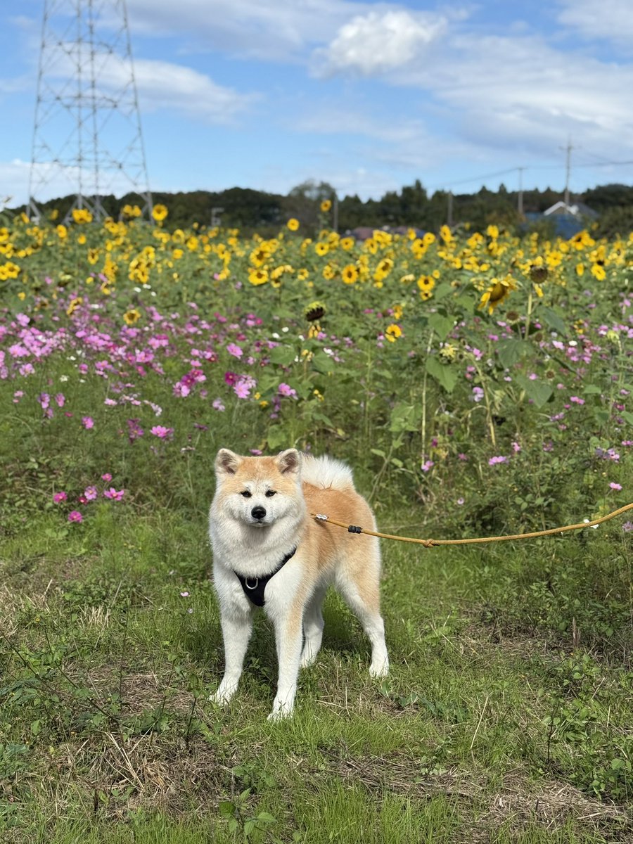 11月3日、ヒマワリとコスモス
