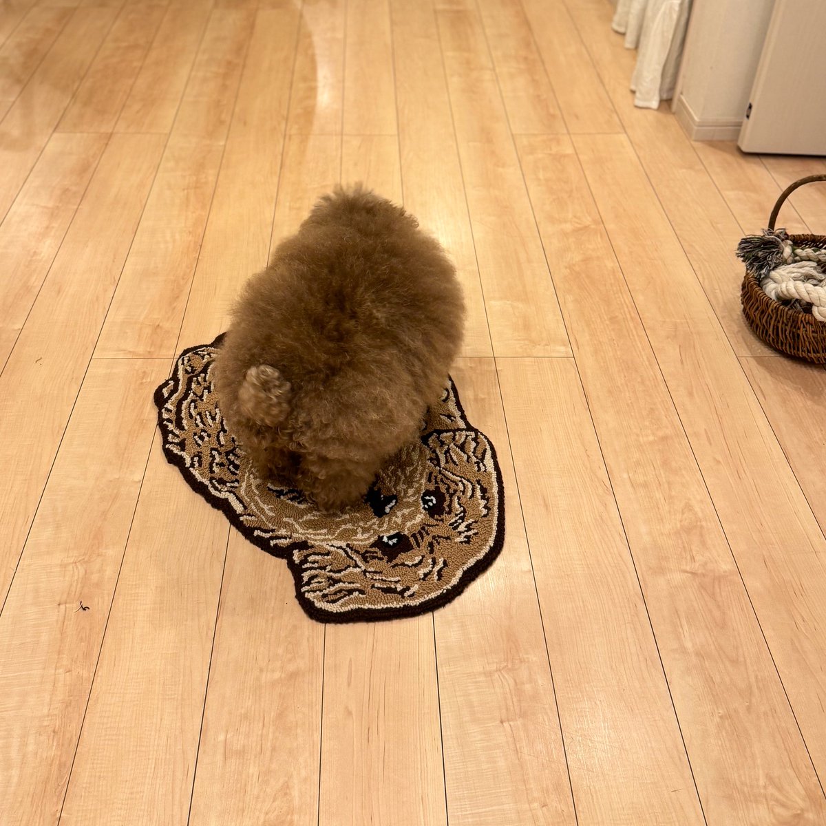 __mohu_c's tweet image. ごつもりラグマット