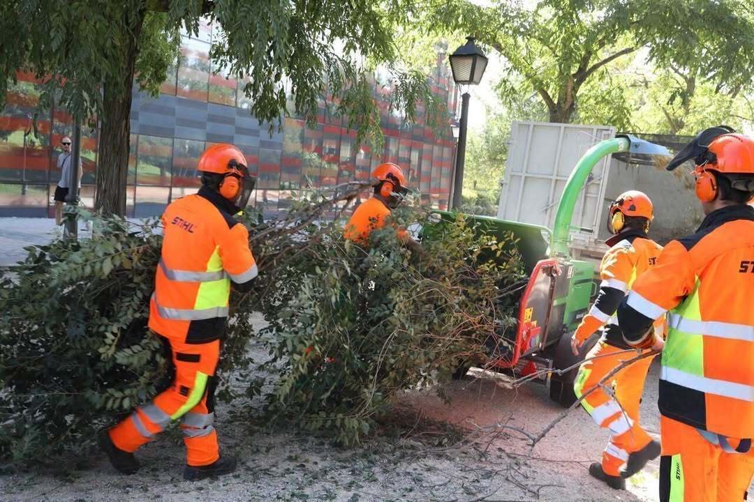 📢Estas son las calles afectadas por los trabajos de conservación de arbolado y zonas verdes esta semana en #FuencarralElPardo🌳

🗓Del 3 al 7 de noviembre
🕣De 8:30 a 13:30 horas aproximadamente
👉informate.madrid.es/js5ki155