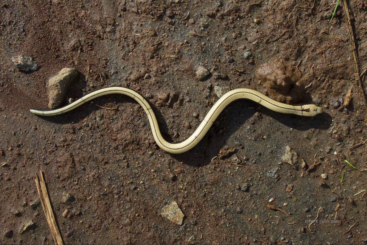 A baby Slow Worm. First time I’ve ever seen one. I never realised how attractive the young ones were.